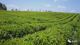 融合發展催生經濟發展活力——農產品種植的新路徑