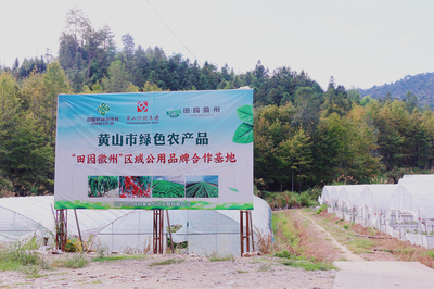 祁門縣 茶香滿山，特色農業繪就鄉村振興新畫卷