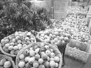 生態(tài)種養(yǎng)并舉，平武農(nóng)產(chǎn)品走俏市場