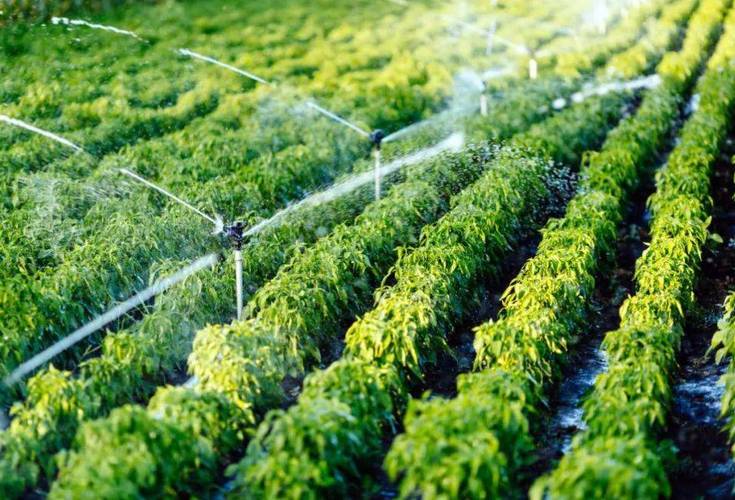 歸農(nóng)商城 以庭院經(jīng)濟(jì)為橋，連接家庭與市場的綠色田園