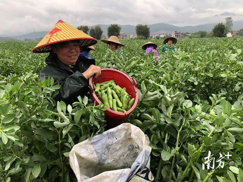 廣東始興 多措并舉穩供保產，筑牢省級“菜籃子”基地縣根基